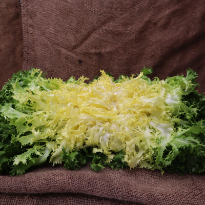 Frisée grosse cote
