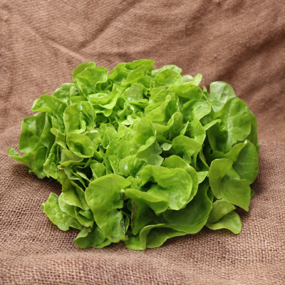 Feuille de chêne verte FRA