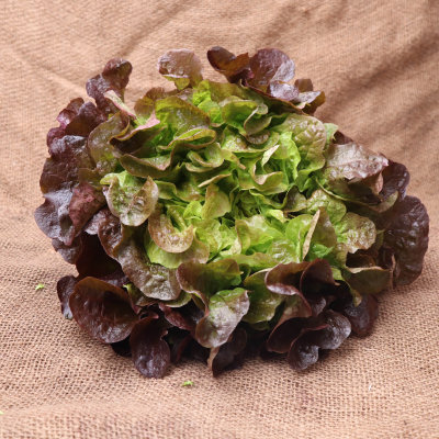 Feuille de chêne  rouge FRA