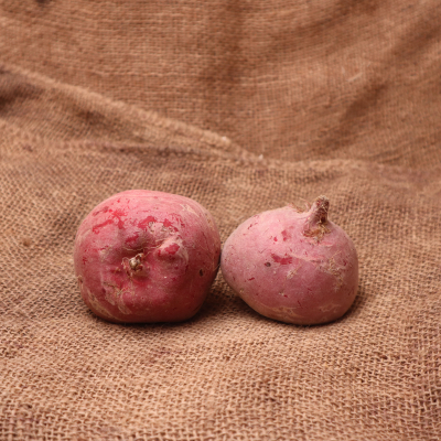 Betterave chioggia FRA