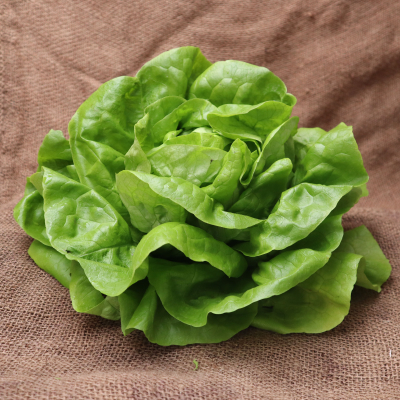 Laitue 