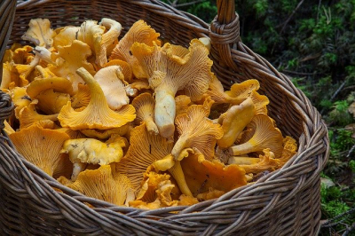 Girolles France