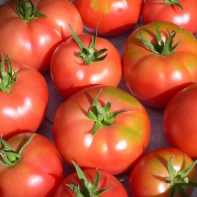 Tomate rose de Berne FRA